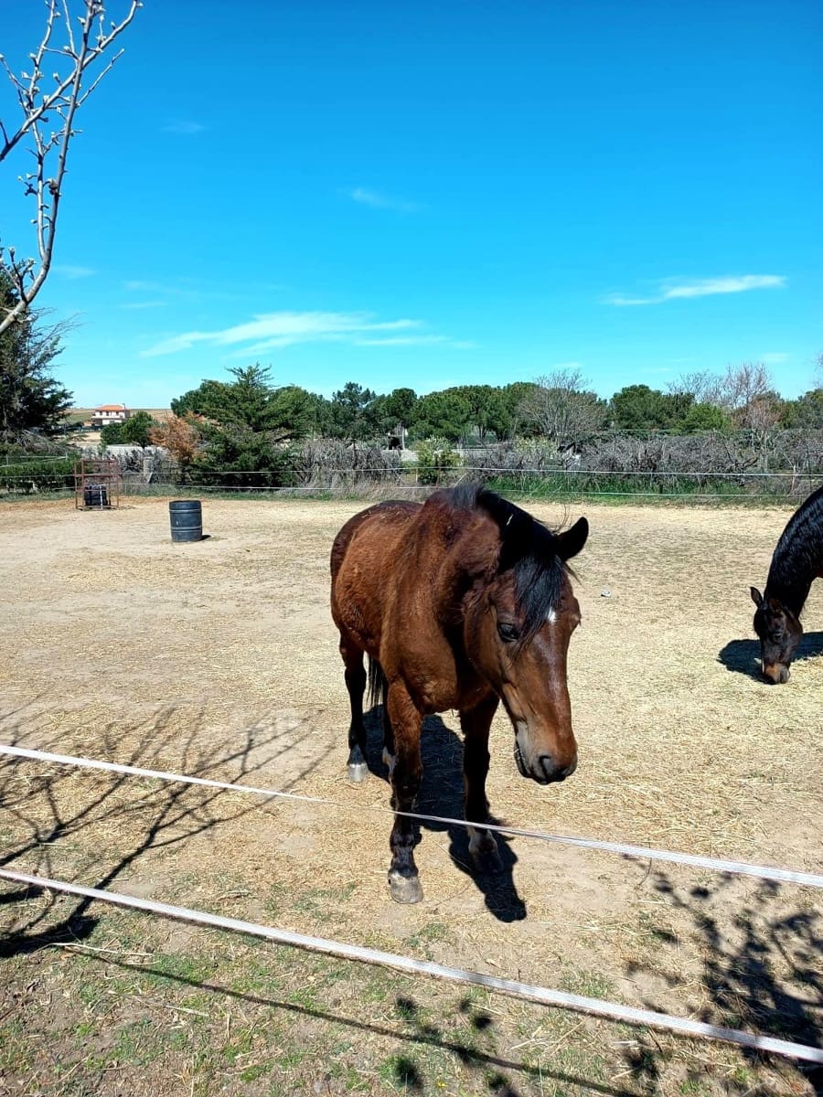 Finca/Casa Rural de 1 habitación en Aldeaseca de Armuña en venta - 260.000 € (Ref: 9338470)