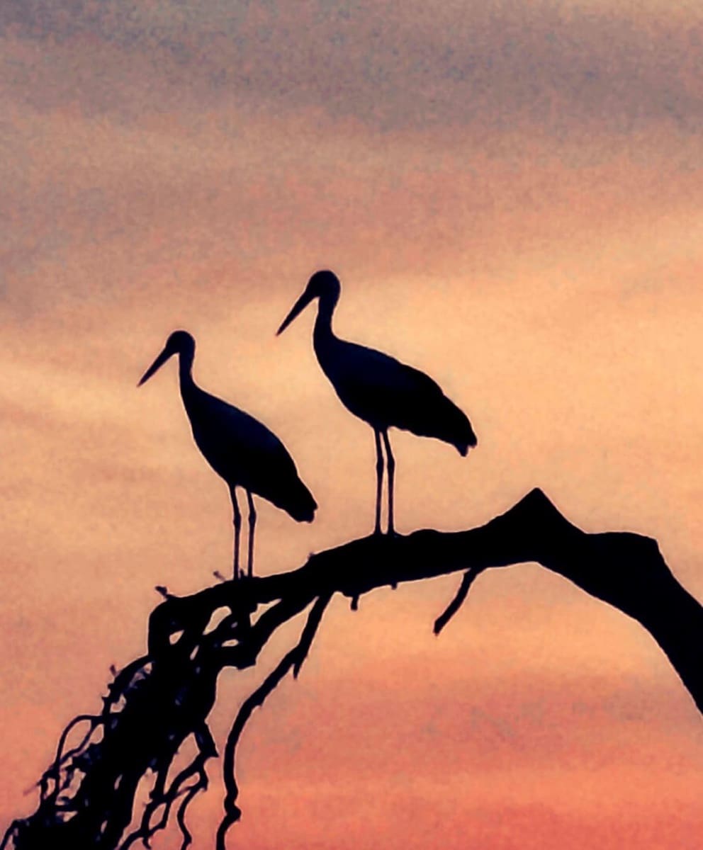 5 sypialnia Finka/Dom wiejski na sprzedaż w Horcajo Medianero - 457 000 € (Ref: 9401825)