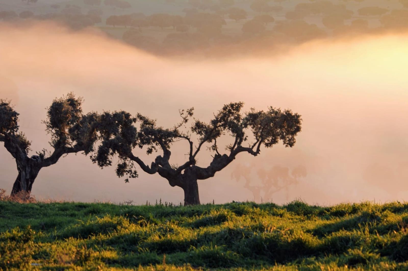 5 sypialnia Finka/Dom wiejski na sprzedaż w Horcajo Medianero - 457 000 € (Ref: 9401825)