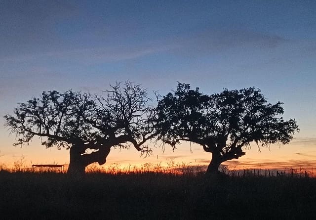 Finca/Casa Rural de 5 habitaciones en Horcajo Medianero en venta - 457.000 € (Ref: 9401825)