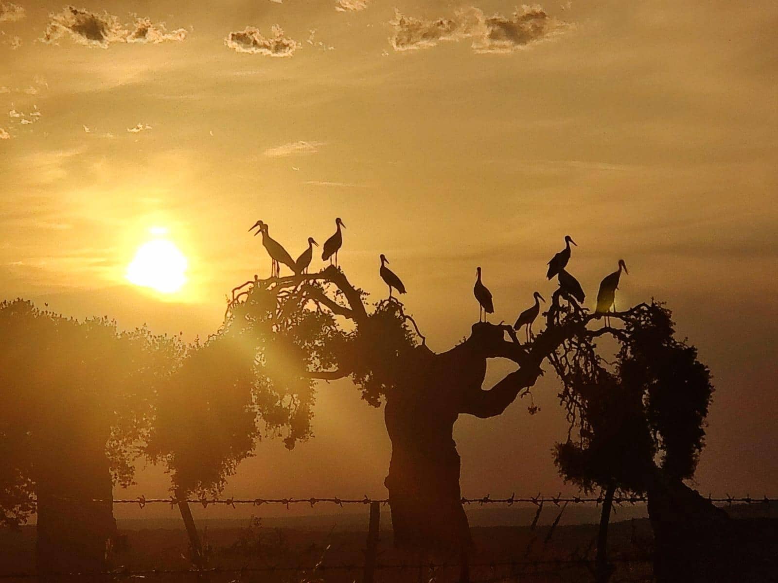 5 sypialnia Finka/Dom wiejski na sprzedaż w Horcajo Medianero - 390 000 € (Ref: 9401825)