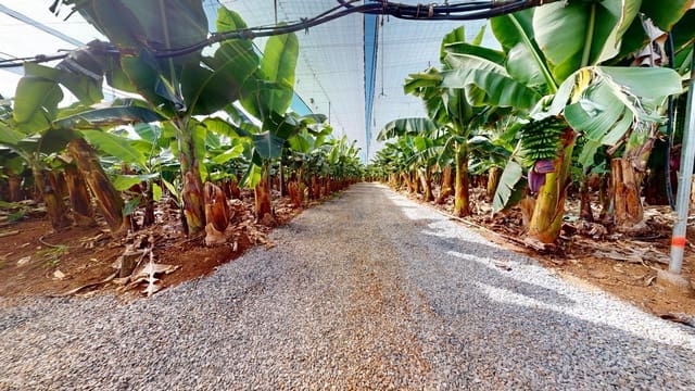 Ubebygd land til salgs i Gáldar - € 1 750 000 (Ref: 9551893)