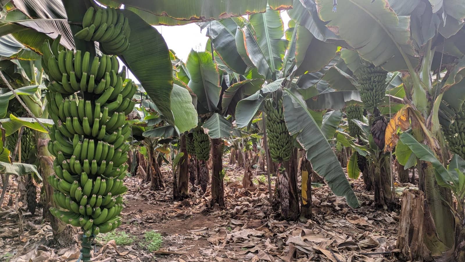 5 camera da letto Finca/Casa di Campagna in vendita in Galdar con garage - 1.750.000 € (Rif: 9551896)