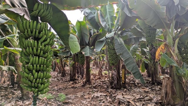 5 camera da letto Finca/Casa di Campagna in vendita in Gáldar con garage - 1.750.000 € (Rif: 9551896)