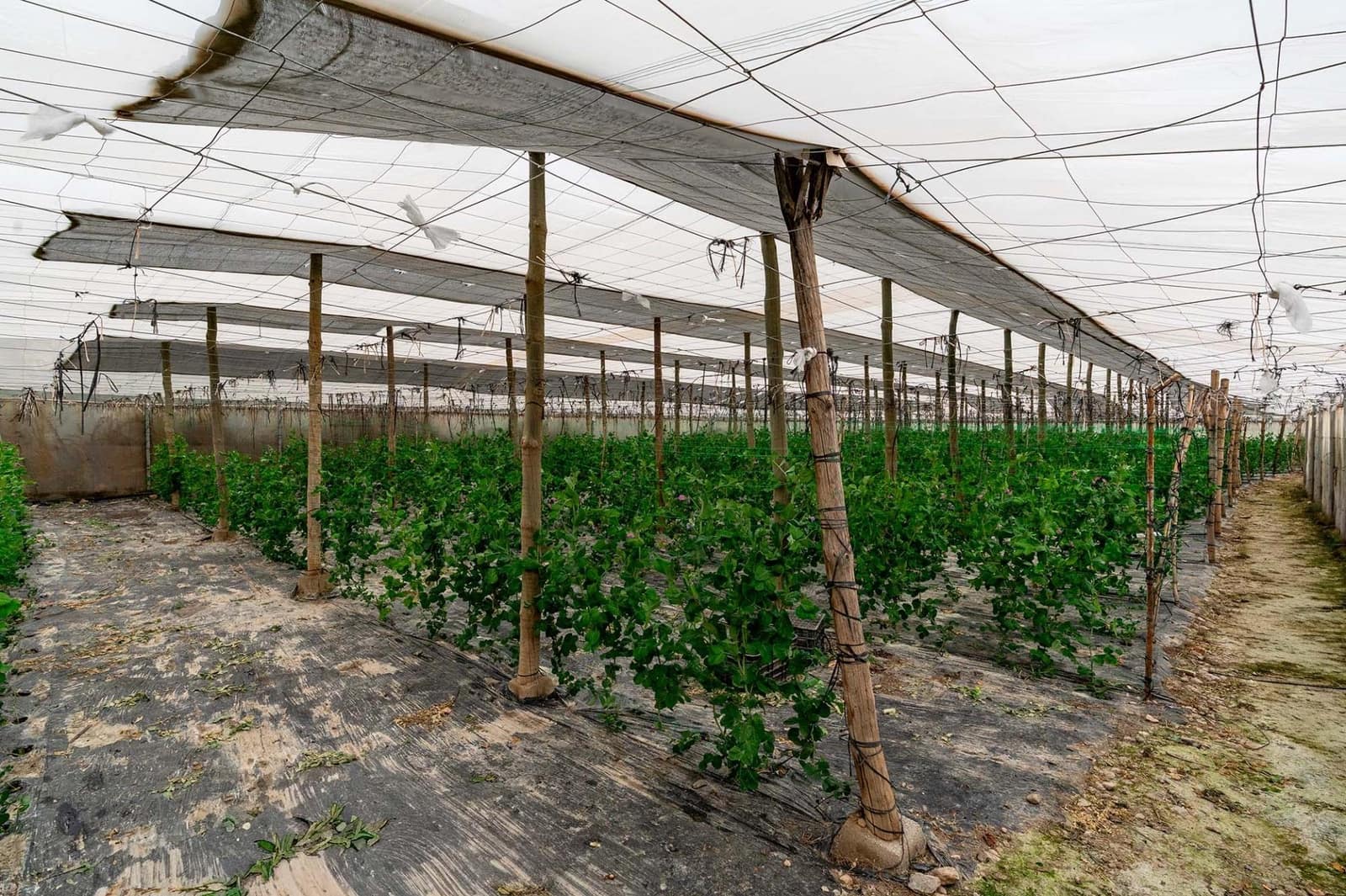 Mark till salu i Canjayar - 320 000 € (Ref: 9652190)