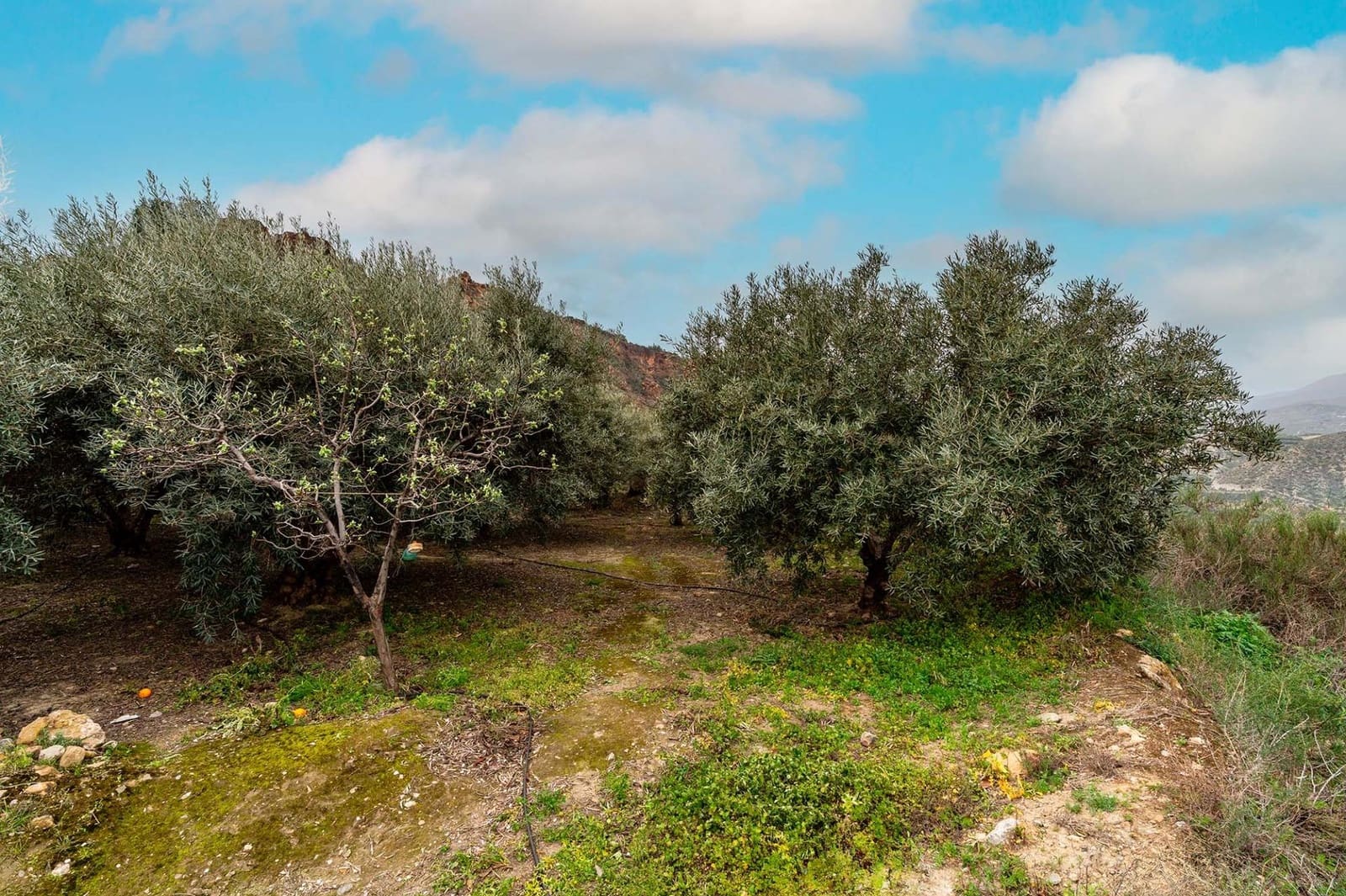 Mark till salu i Canjayar - 320 000 € (Ref: 9652190)