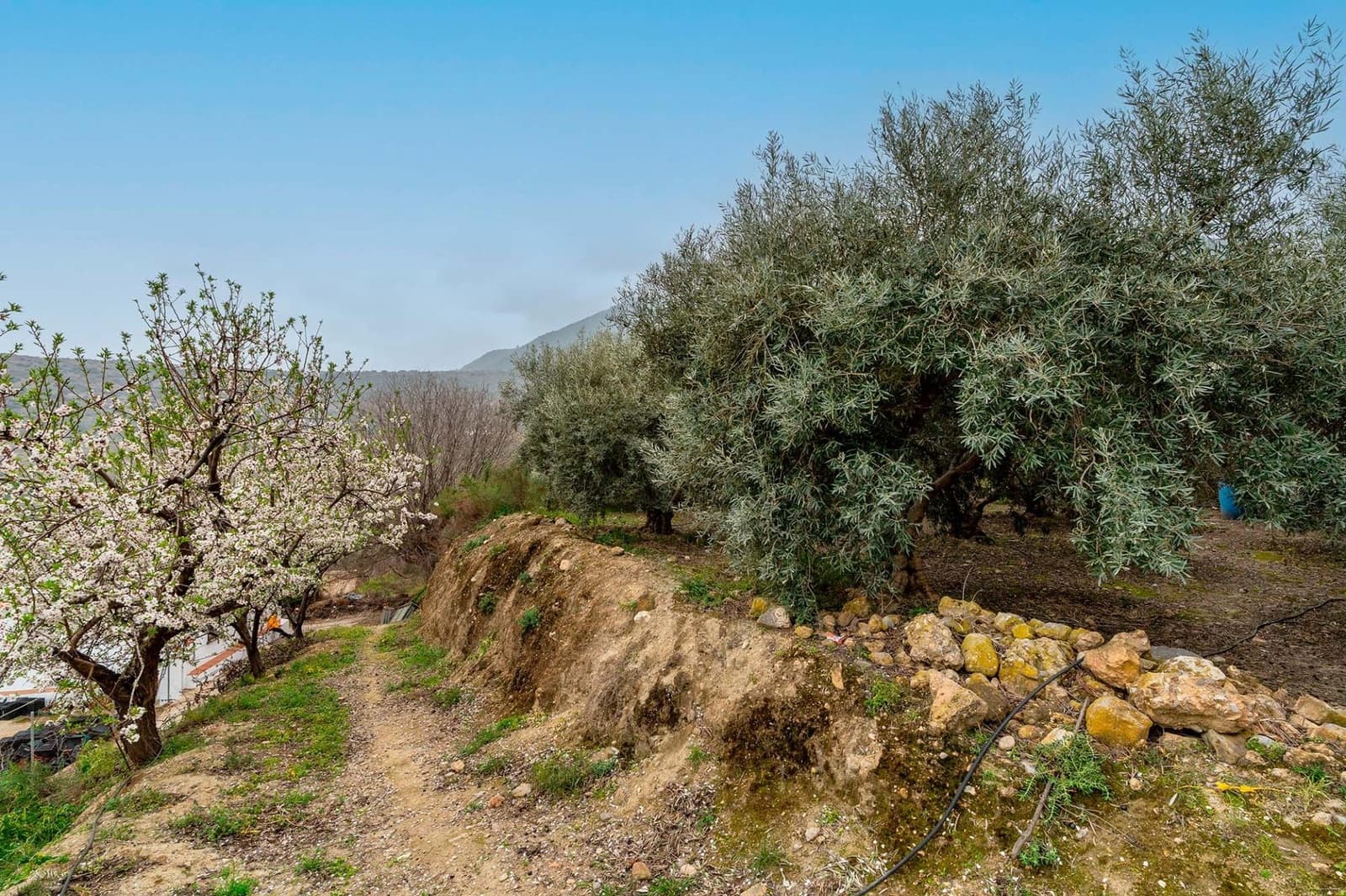 Mark till salu i Canjayar - 320 000 € (Ref: 9652190)