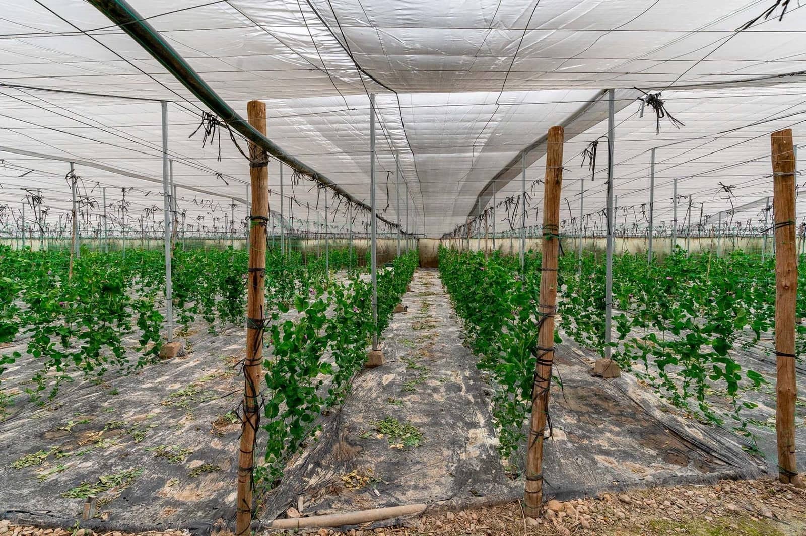 Mark till salu i Canjayar - 320 000 € (Ref: 9652190)