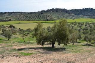4 bedroom Finca/Country House for sale in Guadahortuna with pool garage - € 450,000 (Ref: 9696292)