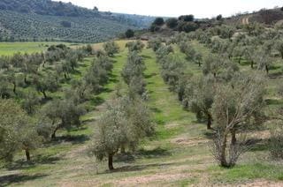 4 bedroom Finca/Country House for sale in Guadahortuna with pool garage - € 450,000 (Ref: 9696292)