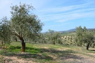 4 bedroom Finca/Country House for sale in Guadahortuna with pool garage - € 450,000 (Ref: 9696292)