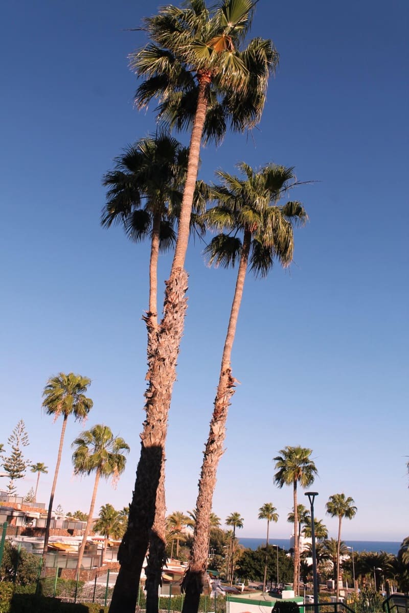 1 slaapkamer Flat te huur in San Bartolome de Tirajana met zwembad - € 1.000 (Ref: 9698942)