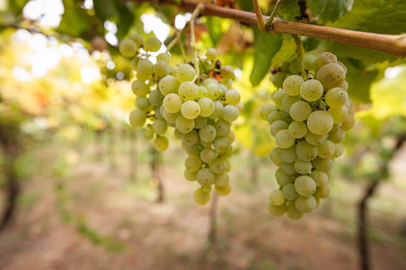 5 bedroom Villa for sale in Vedra with garage - € 1,000,000 (Ref: 9715103)