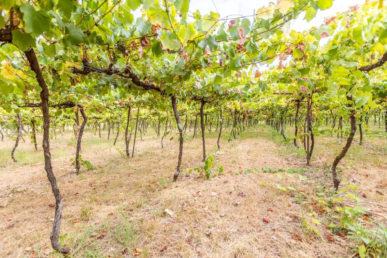 5 bedroom Villa for sale in Vedra with garage - € 1,000,000 (Ref: 9715103)