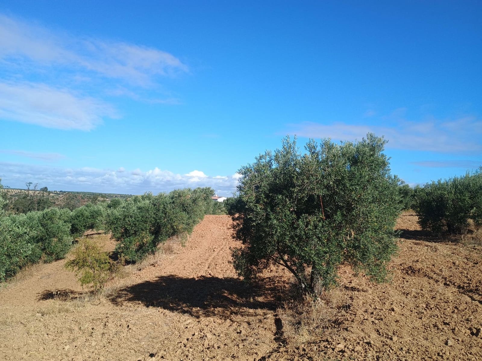 Terreno Non Edificato in vendita in Niebla - 77.730 € (Rif: 9927620)