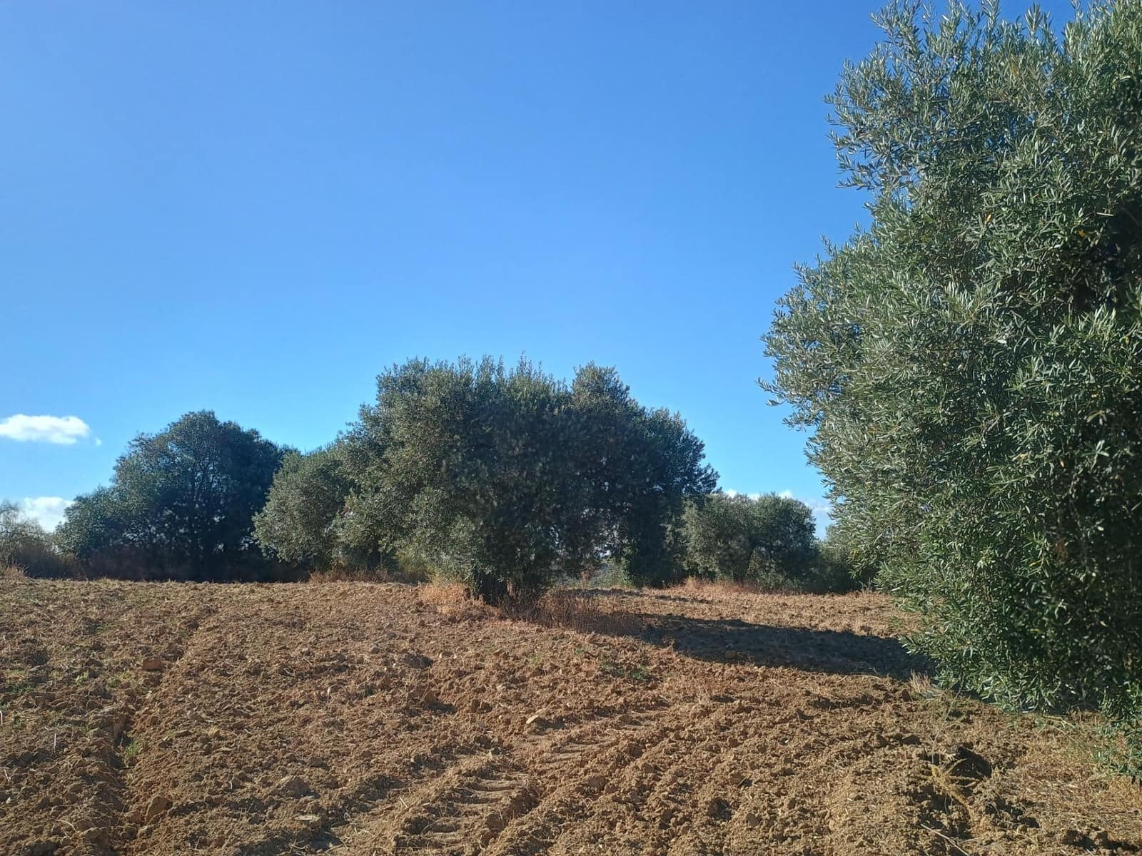 Terreno Non Edificato in vendita in Niebla - 77.730 € (Rif: 9927620)