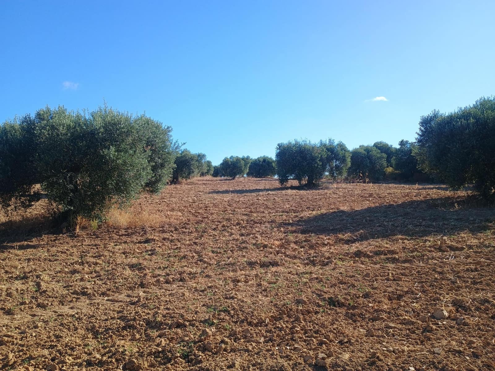 Terreno Non Edificato in vendita in Niebla - 77.730 € (Rif: 9927620)