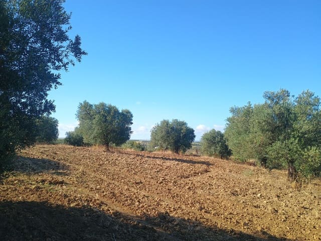 Terreno Non Edificato in vendita in Niebla - 77.730 € (Rif: 9927620)