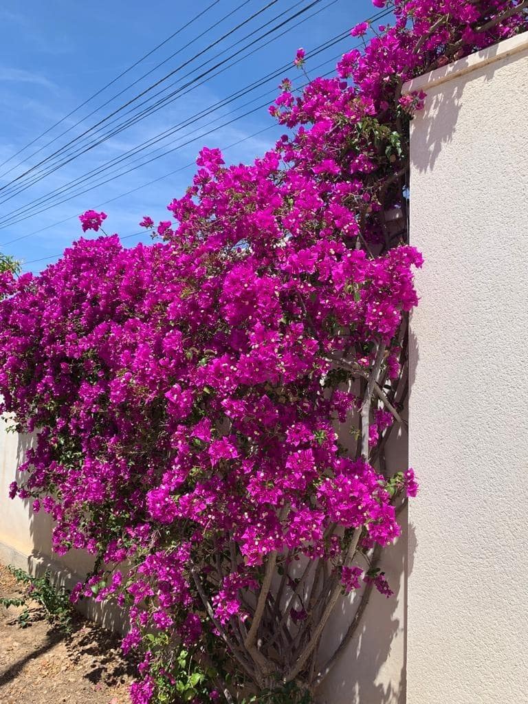 3 sypialnia Willa na sprzedaż w Ciudad Quesada z basenem - 700 000 € (Ref: 7842586)