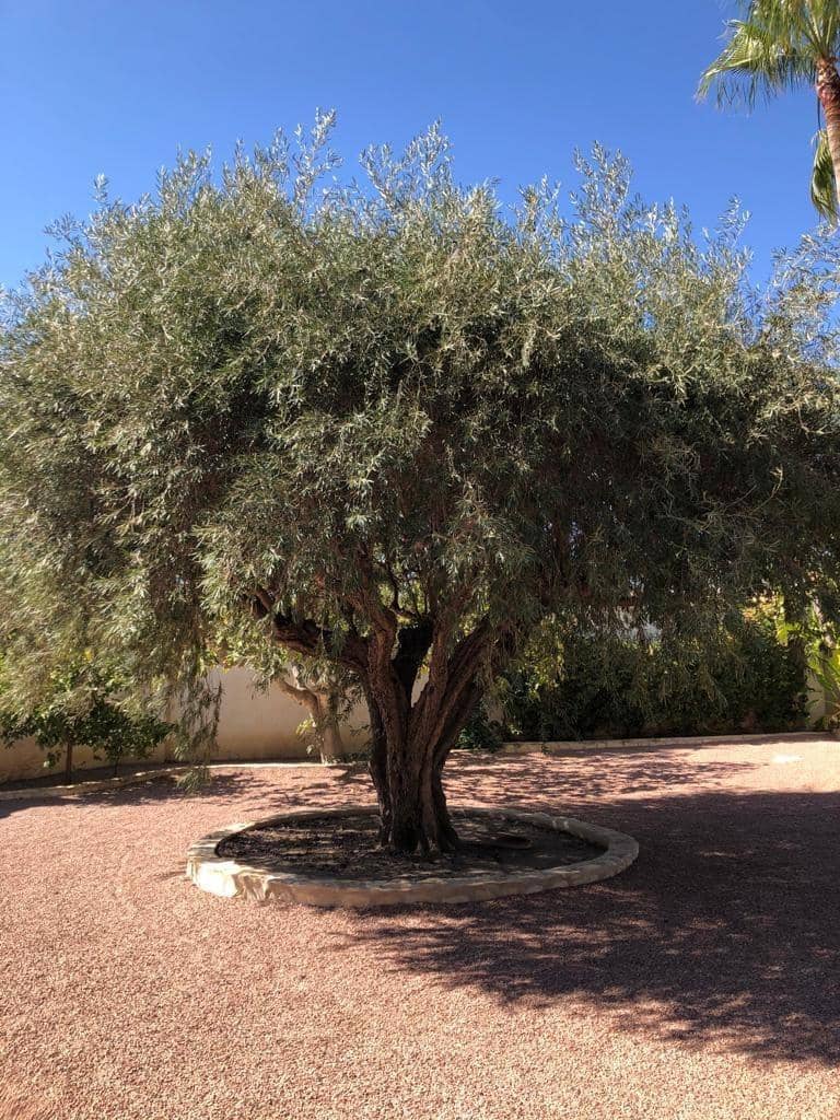 3 sypialnia Willa na sprzedaż w Ciudad Quesada z basenem - 700 000 € (Ref: 7842586)