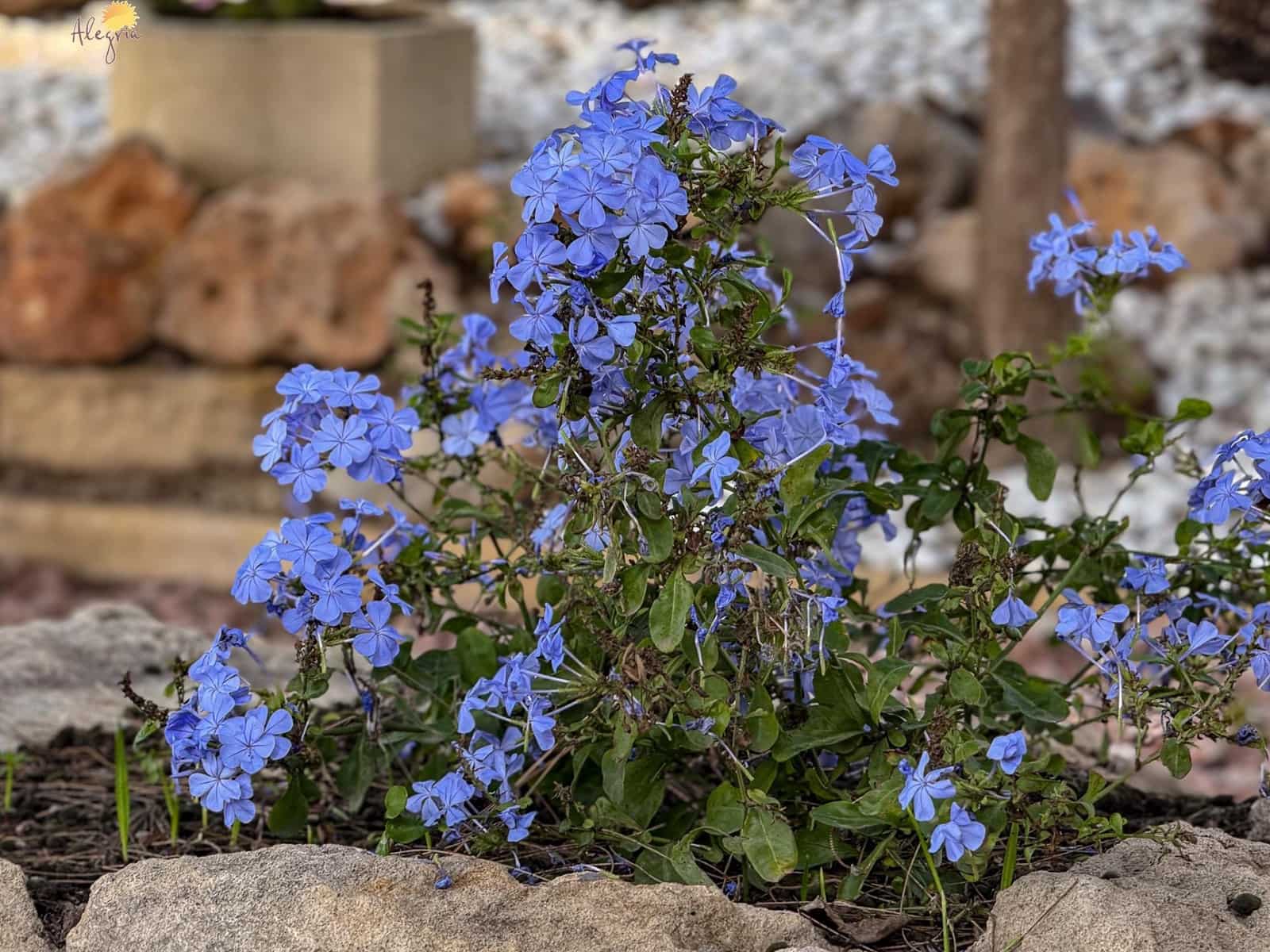 5 bedroom Villa for sale in Orihuela with pool garage - € 419,900 (Ref: 8633164)