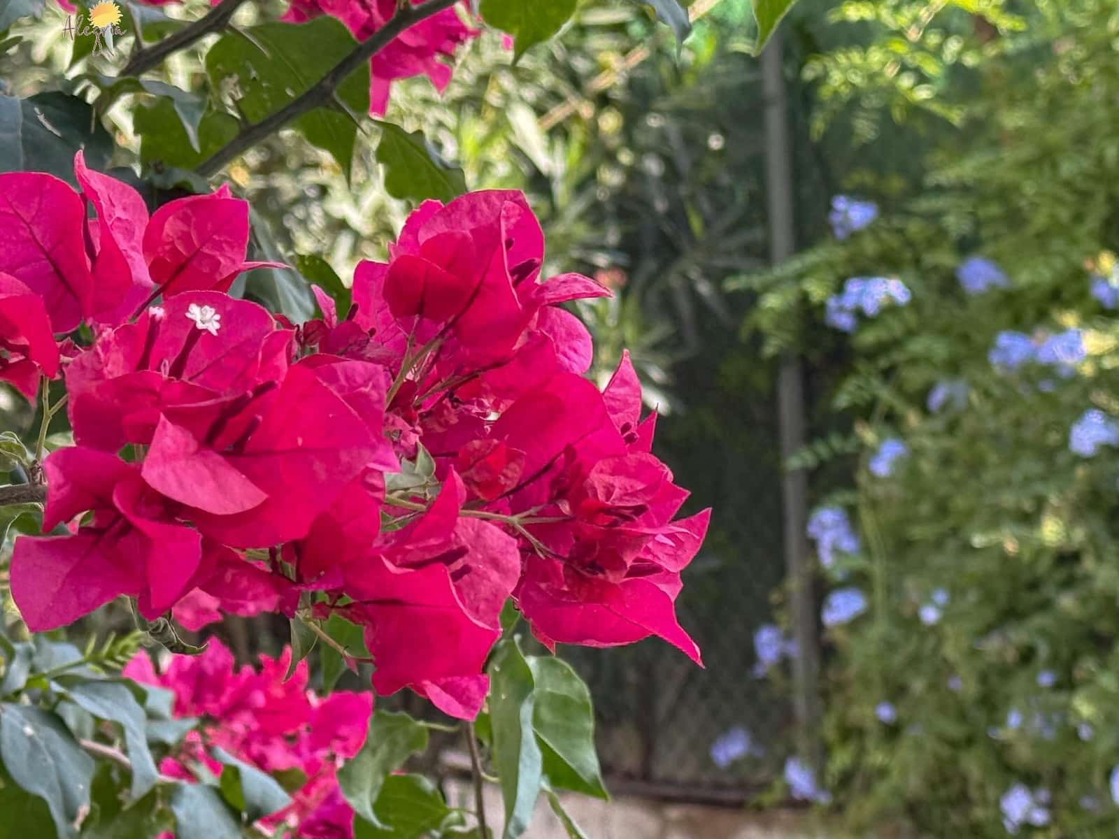 5 bedroom Villa for sale in Orihuela with pool garage - € 419,900 (Ref: 8633164)