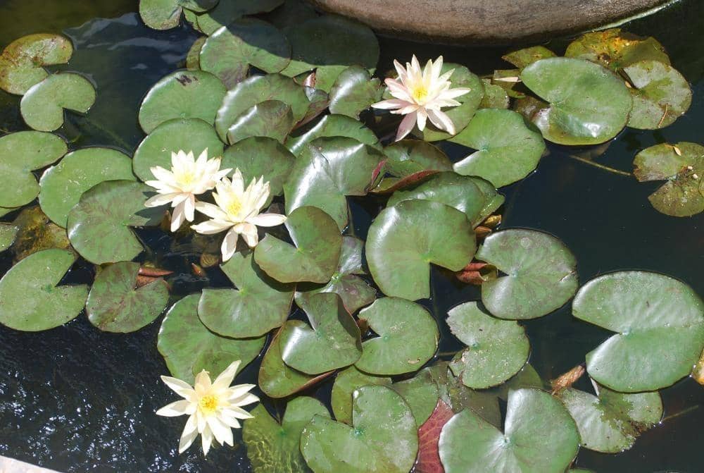 5 chambre Villa/Maison à vendre à Calpe / Calp avec piscine - 520 000 € (Ref: 9385601)