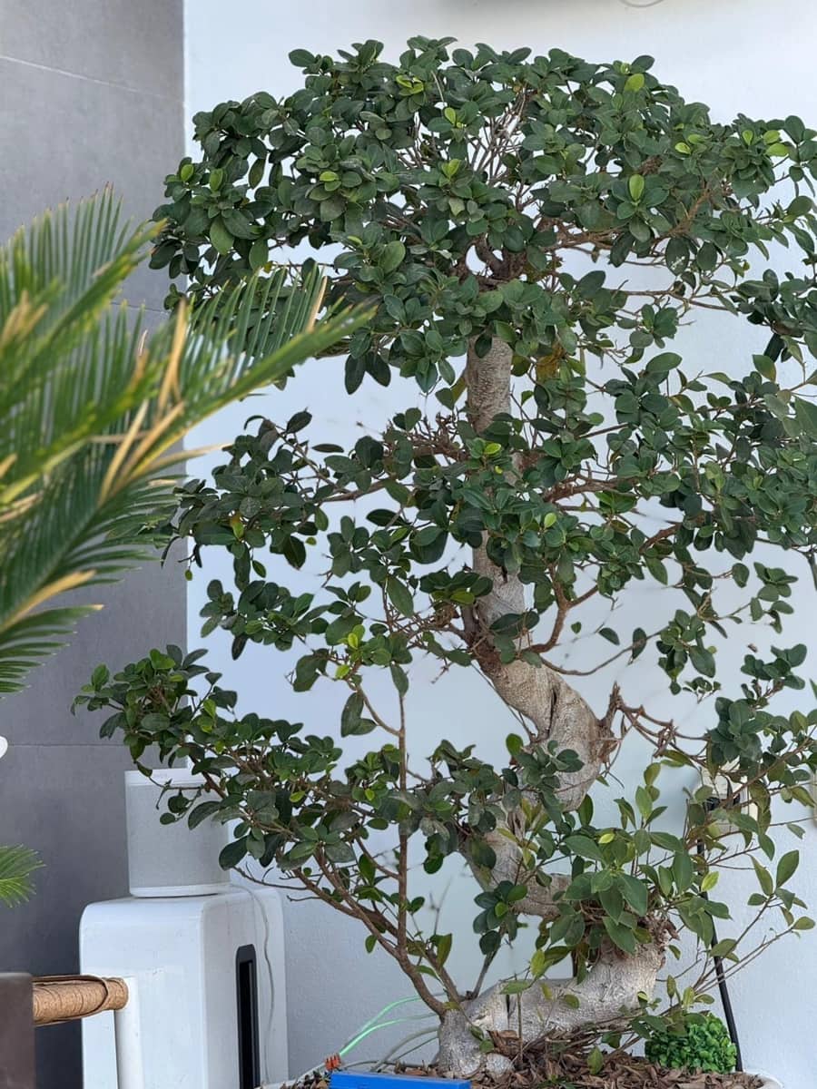 Chalet de 3 habitaciones en Orihuela Costa en venta - 369.000 € (Ref: 9468486)