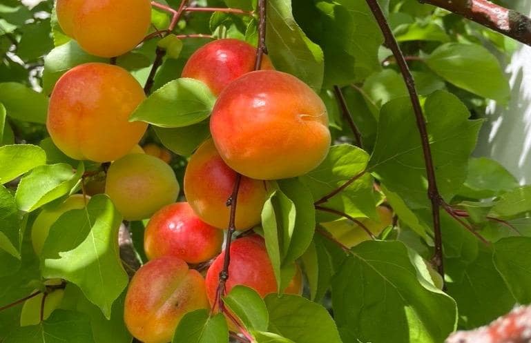 3 sypialnia Willa na sprzedaż w Polop z basenem - 540 000 € (Ref: 9619229)