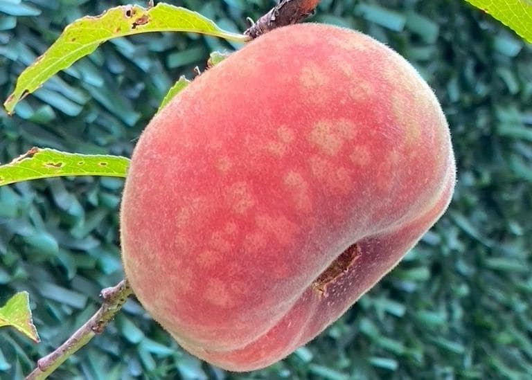 3 soveværelse Villa til salg i Polop med swimmingpool - € 540.000 (Ref: 9619229)