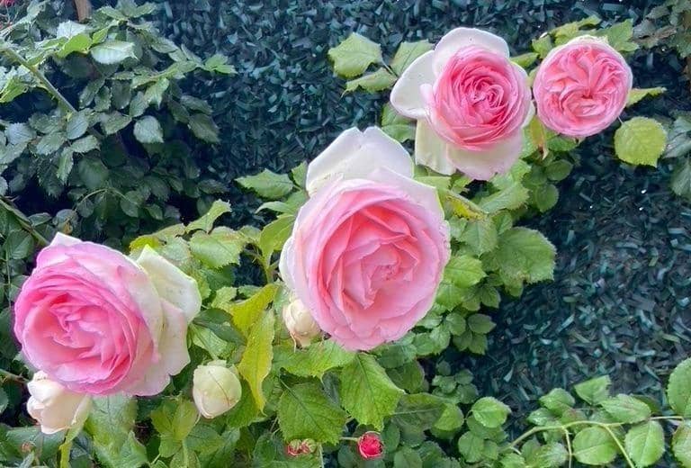 3 bedroom Villa for sale in Polop with pool - € 540,000 (Ref: 9619229)