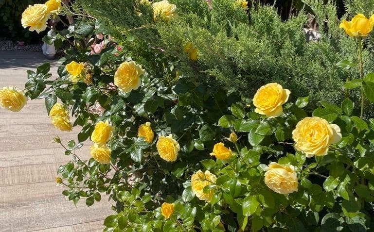 3 bedroom Villa for sale in Polop with pool - € 540,000 (Ref: 9619229)