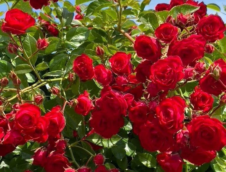 3 bedroom Villa for sale in Polop with pool - € 540,000 (Ref: 9619229)