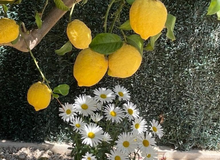 3 bedroom Villa for sale in Polop with pool - € 540,000 (Ref: 9619229)