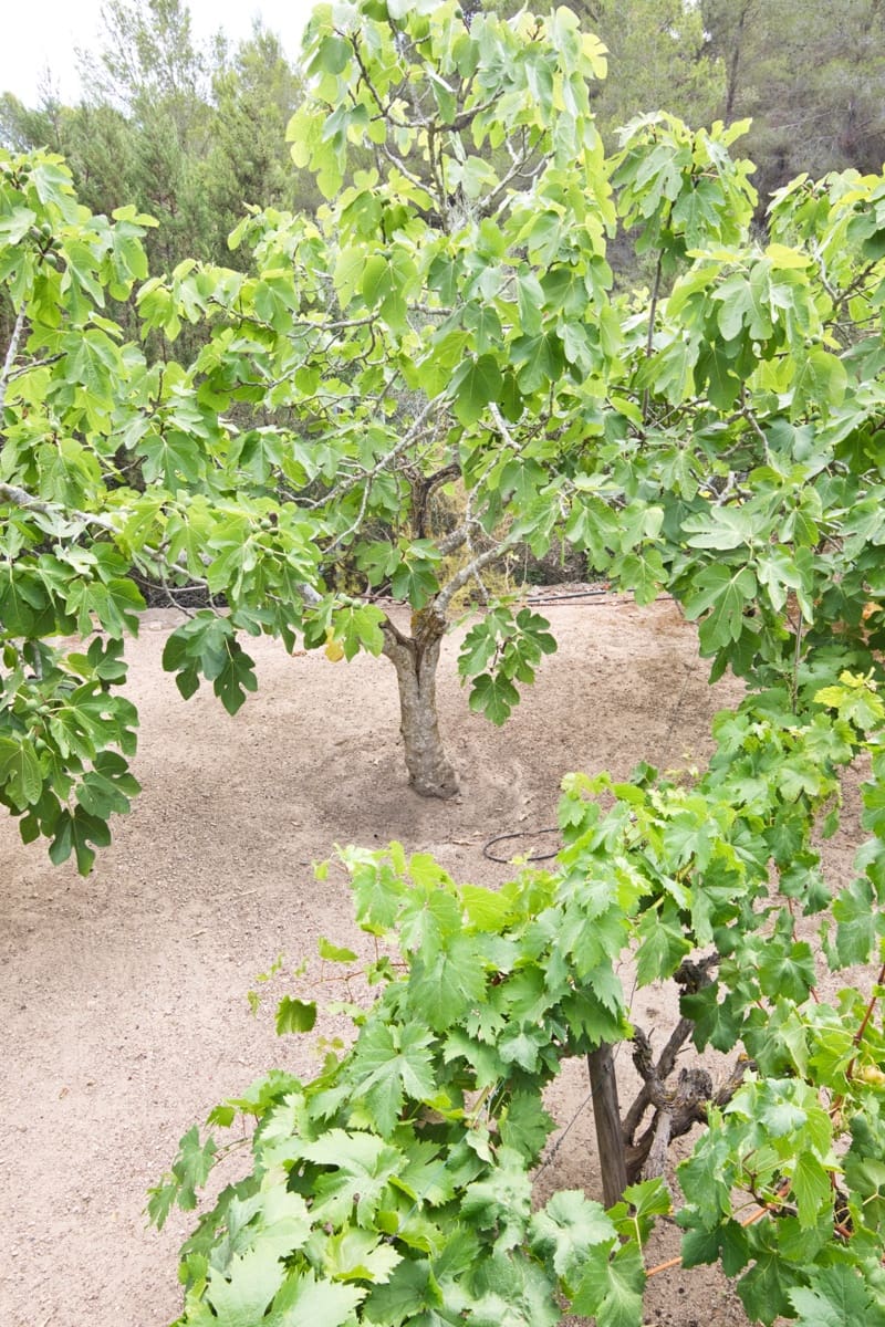 5 soverom Villa til salgs i San Jose / Sant Josep de Sa Talaia med svømmebasseng garasje - € 3 590 000 (Ref: 9206928)