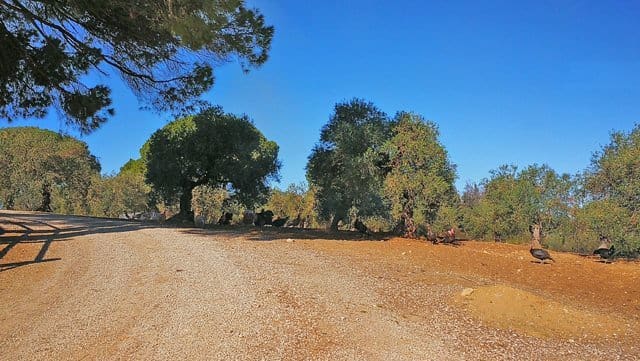 4 Zimmer Finca/Landgut zu verkaufen in Arcos de la Frontera mit Pool - 999.000 € (Ref: 6681205)