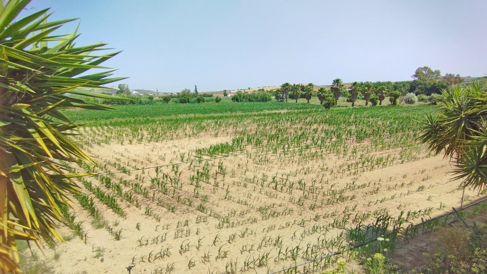 Finka/Dom wiejski na sprzedaż w Arcos de la Frontera - 799 000 € (Ref: 9106739)