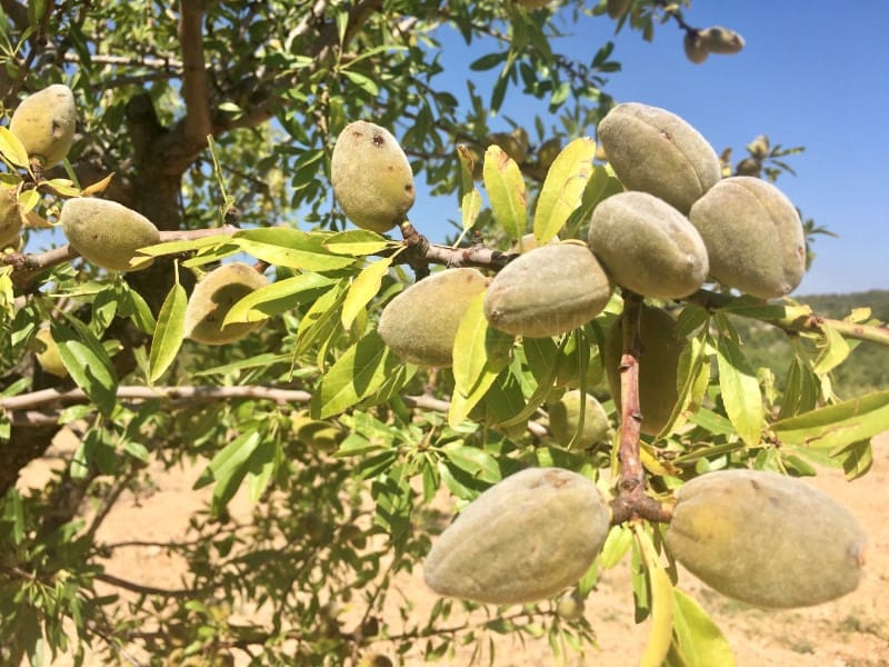 Teren niezagospodarowany na sprzedaż w La Romana - 35 000 € (Ref: 5938119)