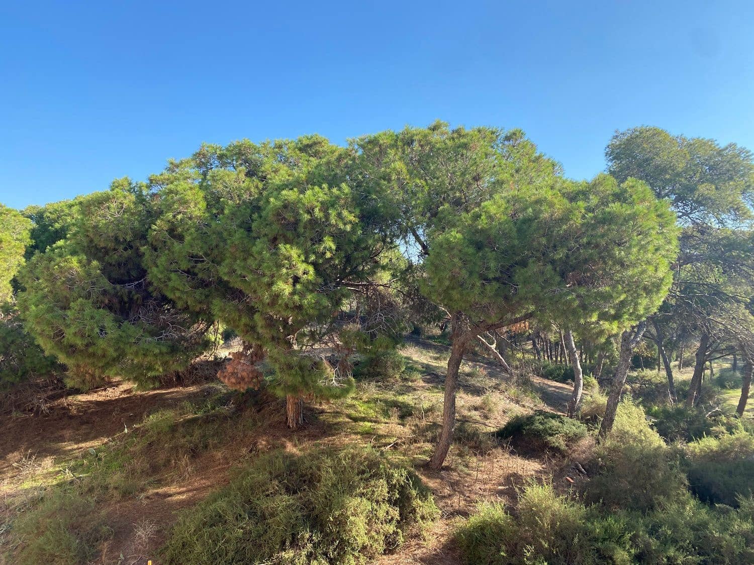 2 sovrum Lägenhet till salu i Guardamar del Segura - 349 000 € (Ref: 9526132)