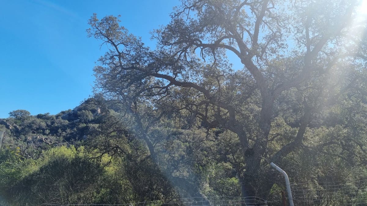 2 chambre Finca/Maison de Campagne à vendre à Castellar de la Frontera avec garage - 1 800 000 € (Ref: 6694856)