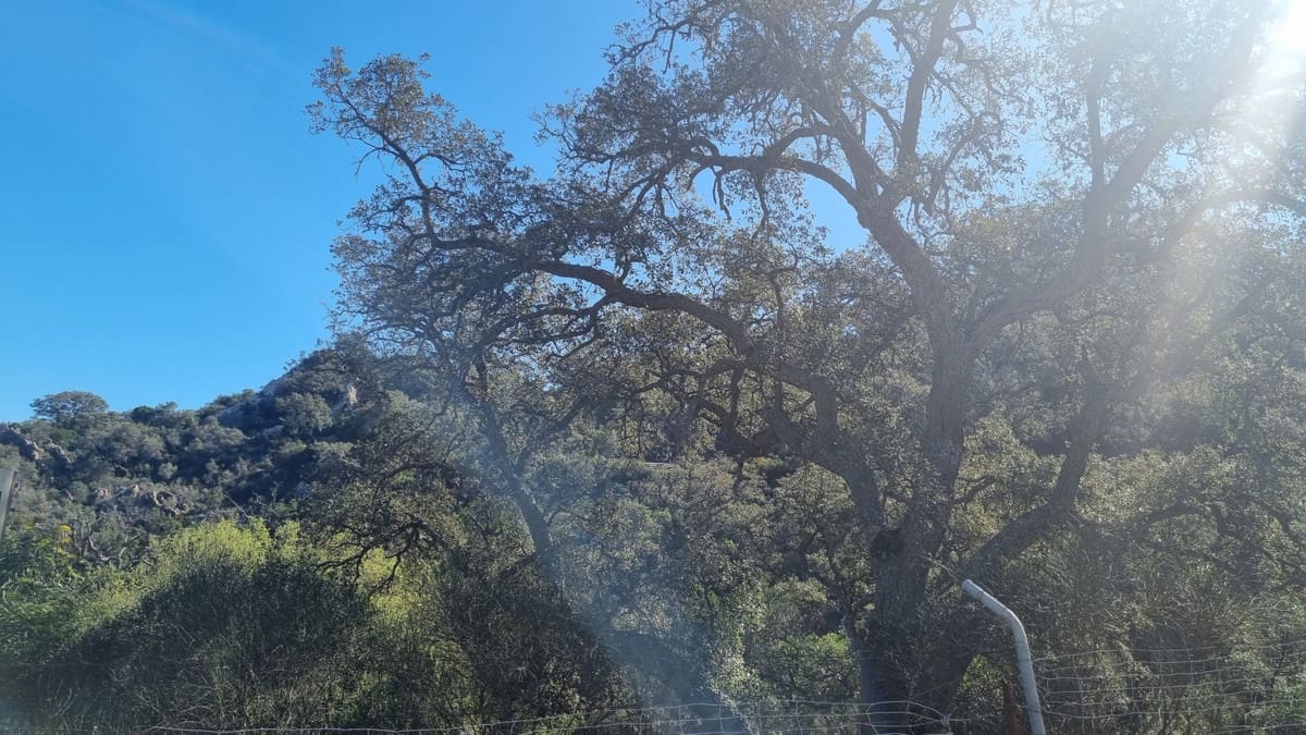 2 bedroom Finca/Country House for sale in Castellar de la Frontera with garage - € 1,800,000 (Ref: 6694856)