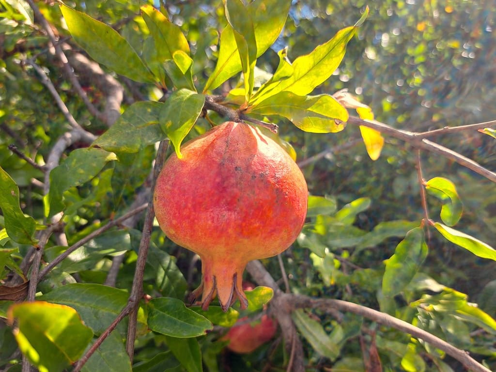 6 soveværelse Villa til salg i Orba med swimmingpool garage - € 750.000 (Ref: 9282810)