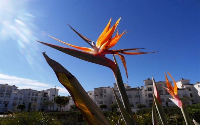 2 soveværelse Lejlighed til salg i Roldan - € 165.000 (Ref: 9610002)