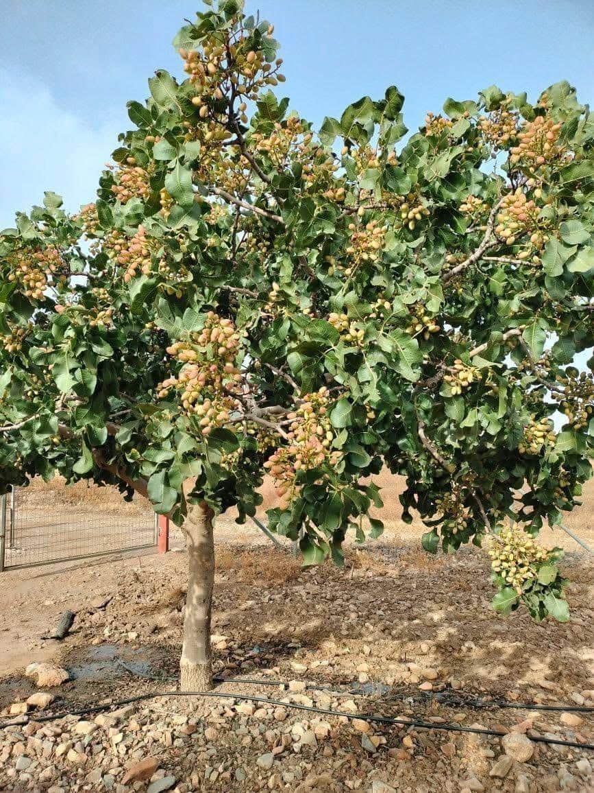 8 soveværelse Finca/Landehus til salg i La Escucha - € 420.000 (Ref: 7771744)