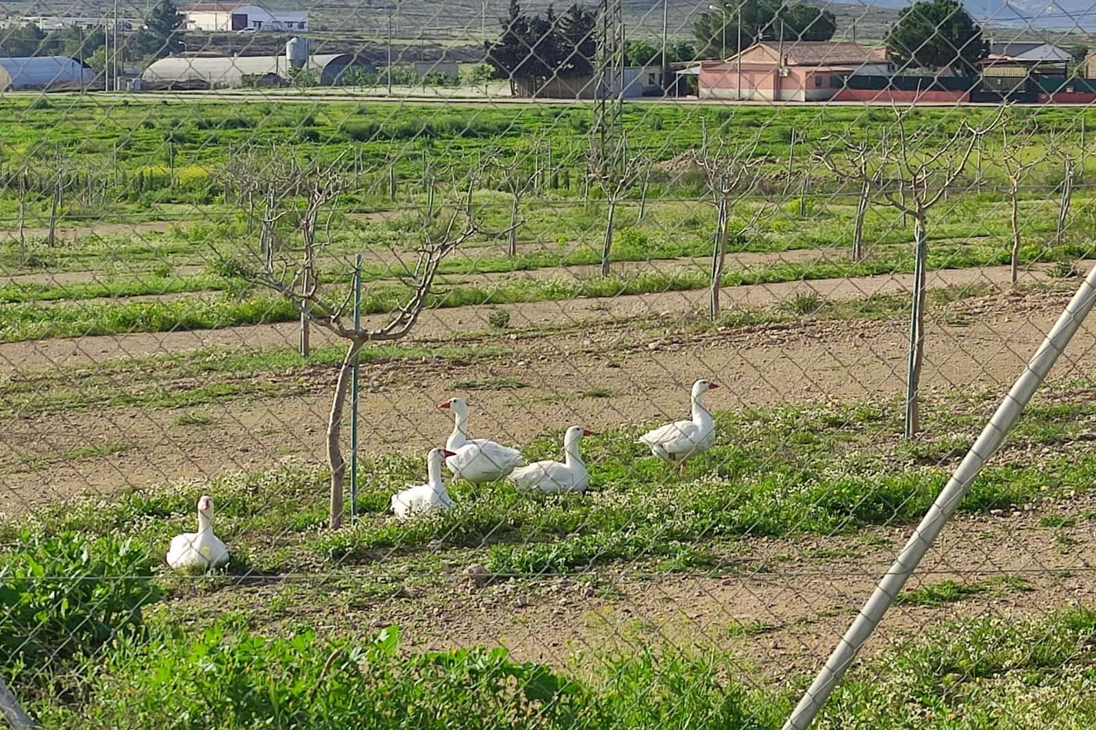 8 soveværelse Finca/Landehus til salg i La Escucha - € 420.000 (Ref: 7771744)