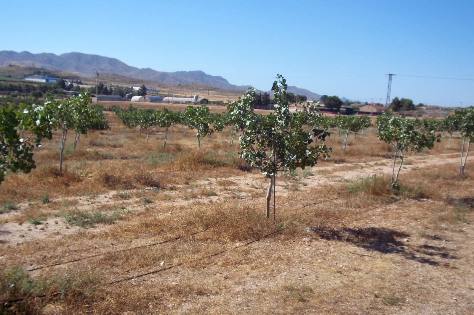 8 soveværelse Finca/Landehus til salg i La Escucha - € 420.000 (Ref: 7771744)