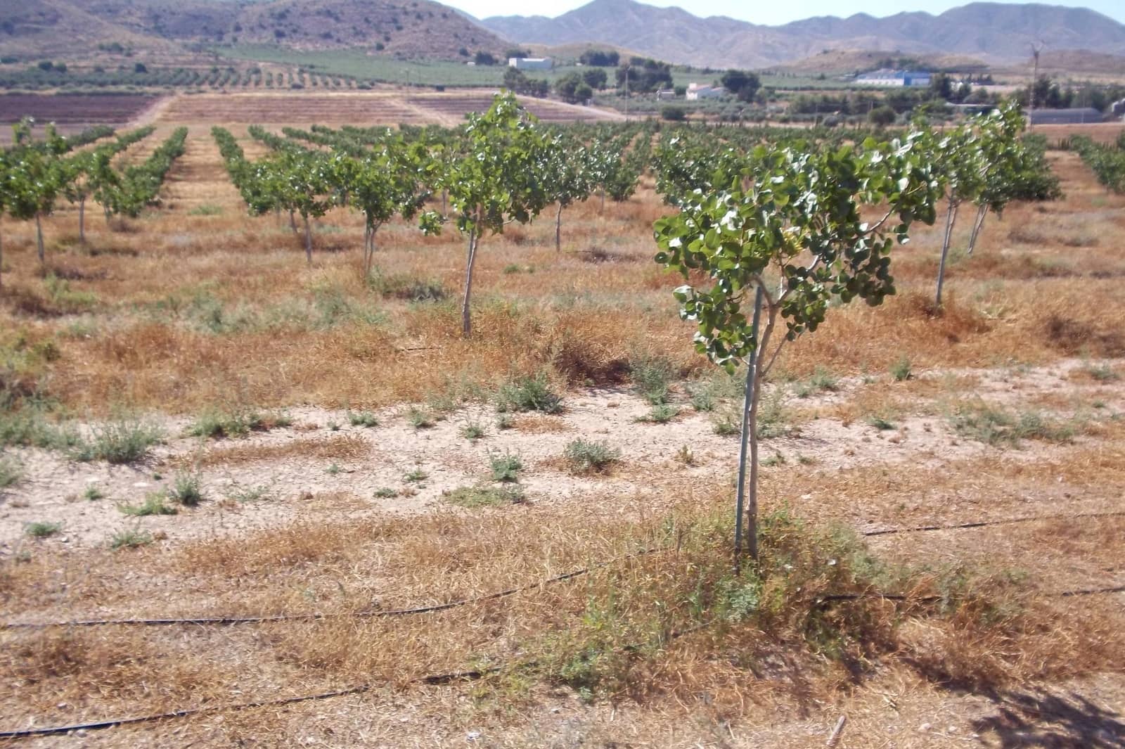 8 soveværelse Finca/Landehus til salg i La Escucha - € 420.000 (Ref: 7771744)