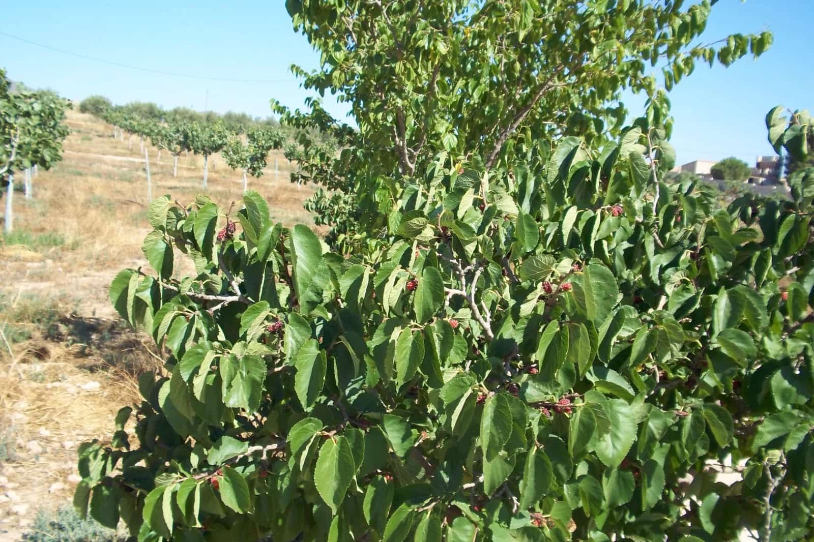 8 soveværelse Finca/Landehus til salg i La Escucha - € 420.000 (Ref: 7771744)