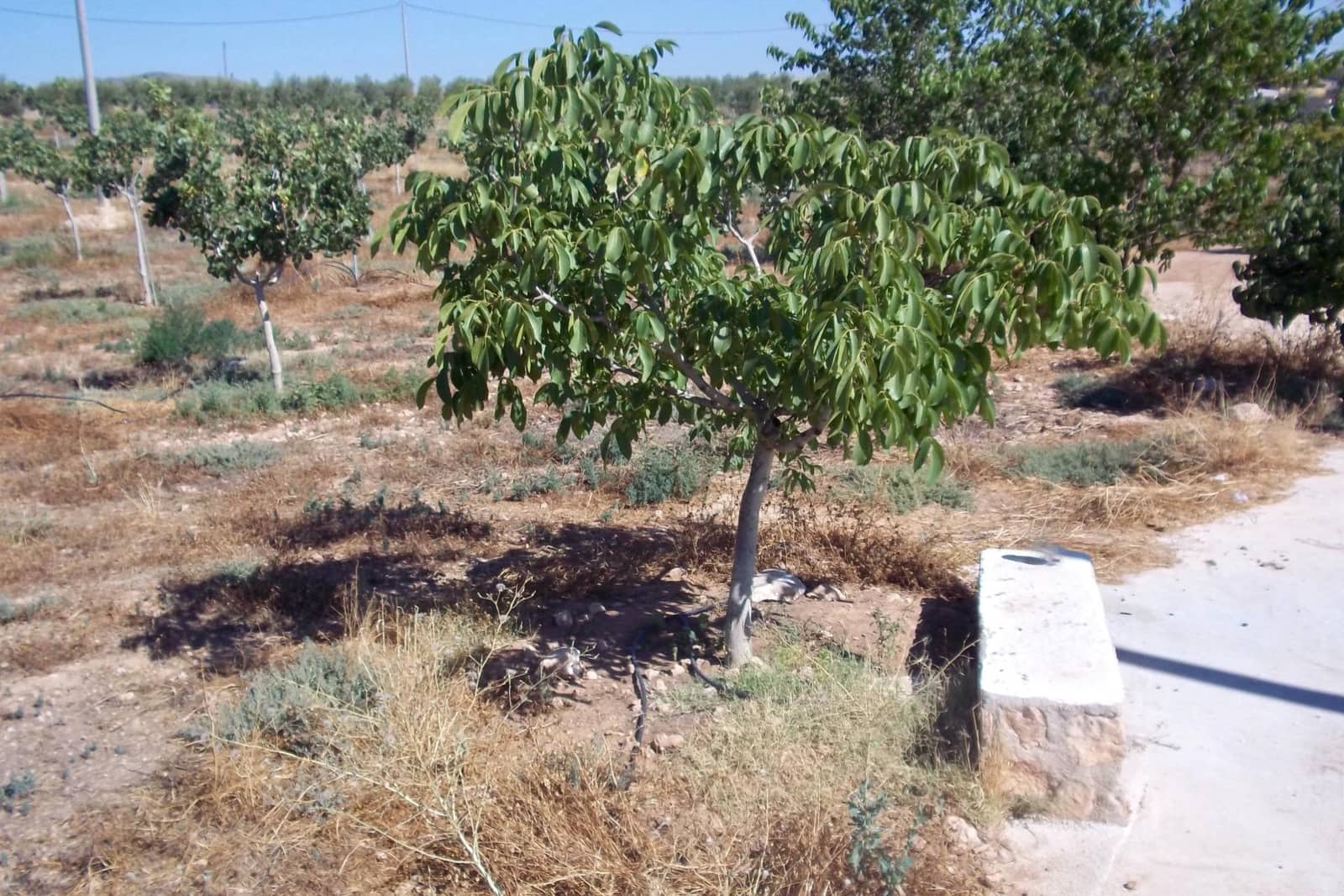 8 soveværelse Finca/Landehus til salg i La Escucha - € 420.000 (Ref: 7771744)