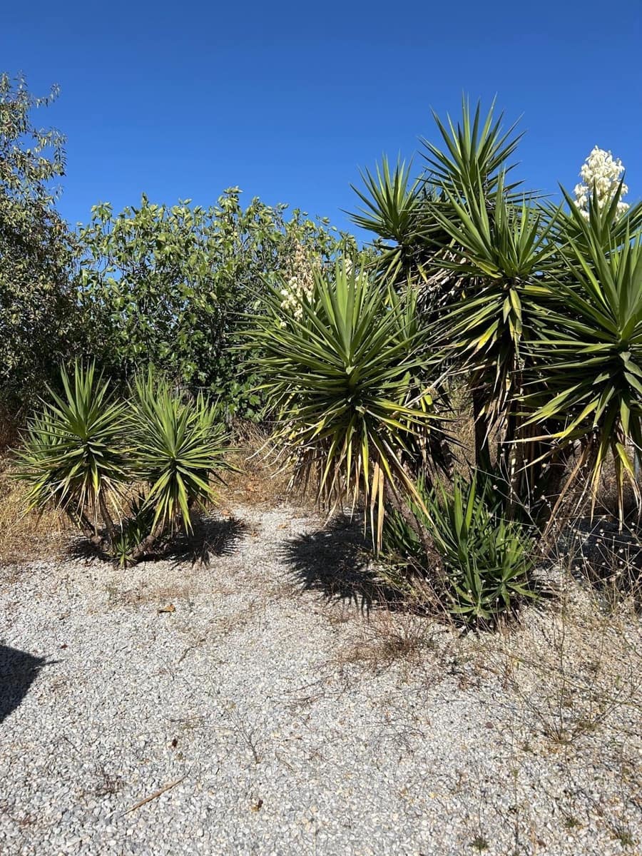 3 bedroom Finca/Country House for sale in Oria - € 220,000 (Ref: 9424462)